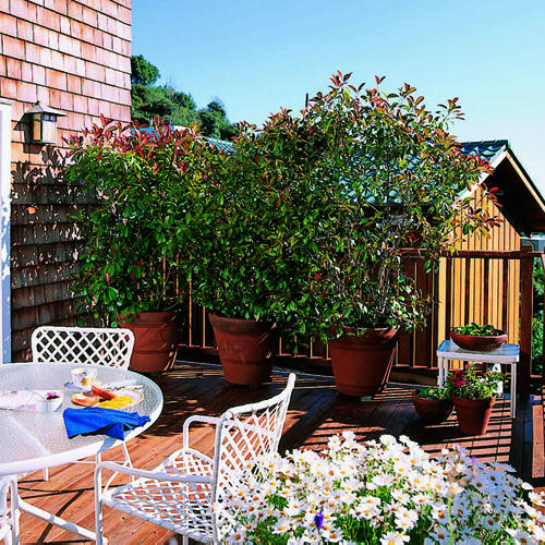 Creating More Privacy In Your Backyard - Scott Darling ...