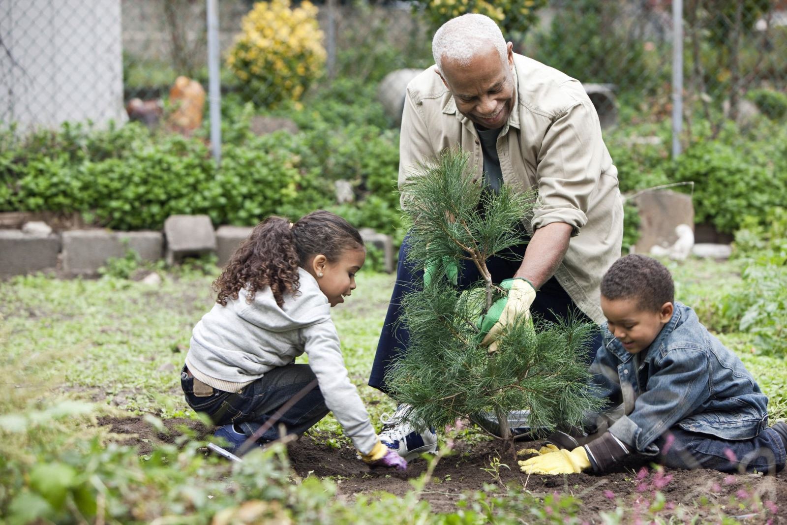 planting tree