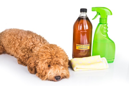 You must eliminate pet odor to sell your home!